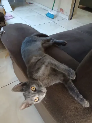 Gatinha fêmea para adoção