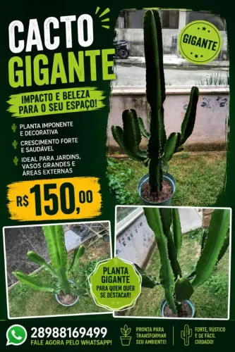 CACTO GIGANTE 