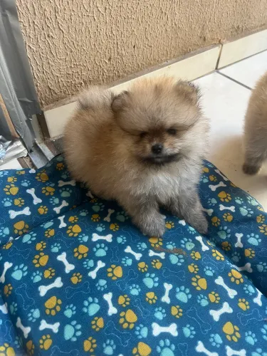Filhotes sptiz alemão macho e a fêmea cor Laranja