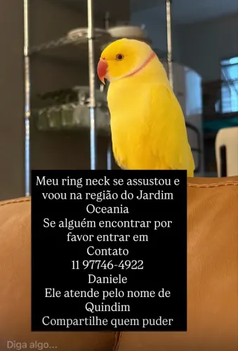 Desaparecido 
