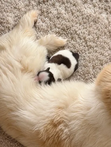 Shih tzu fêmea