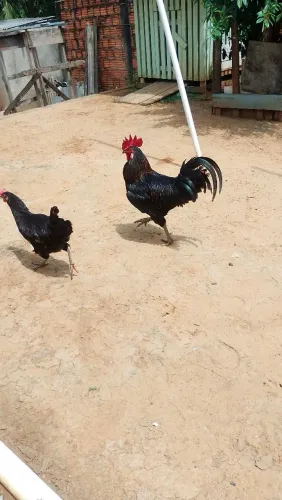 Vende - Se Galinha,Galo,( Frangos da Primeira Pena )