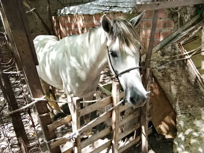 Vendo um cavalo todo bom