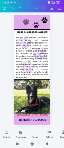 Dogwalker - Passeios com cães 