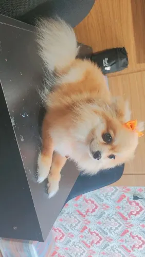 Lulu da pomeranea zpits alemão