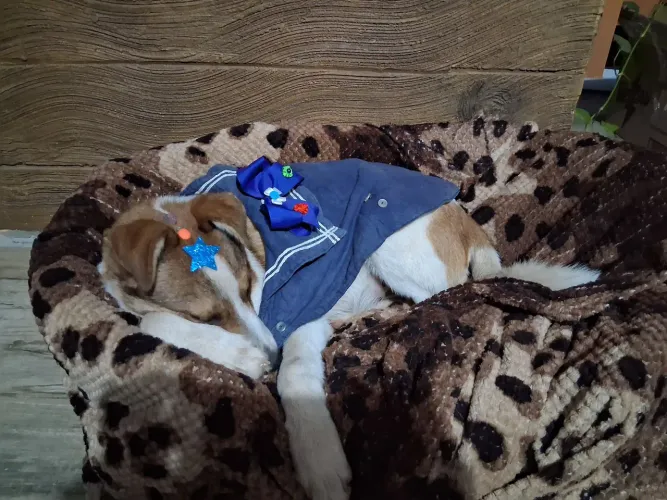 Cãozinho pra Adoção 