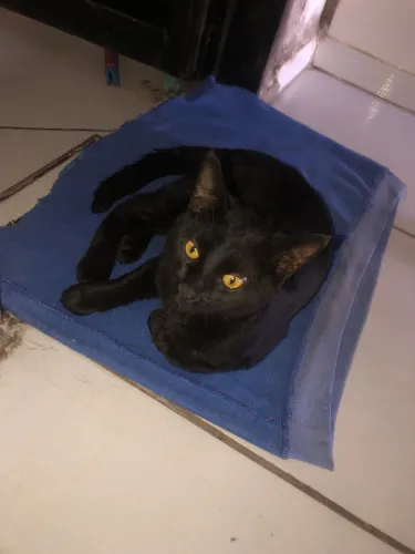 Gatos encontrado