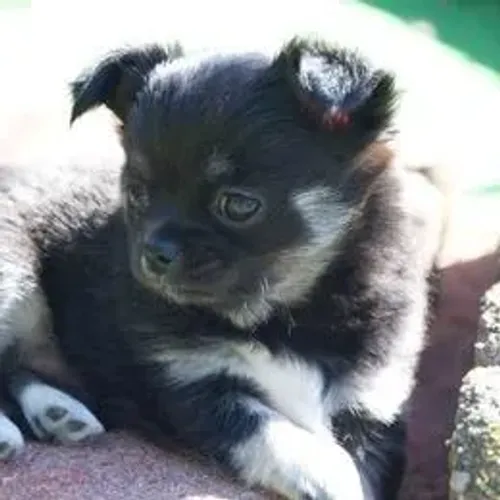 Chihuahua,Chihuahua Filhote Pronto Para Novo Lar