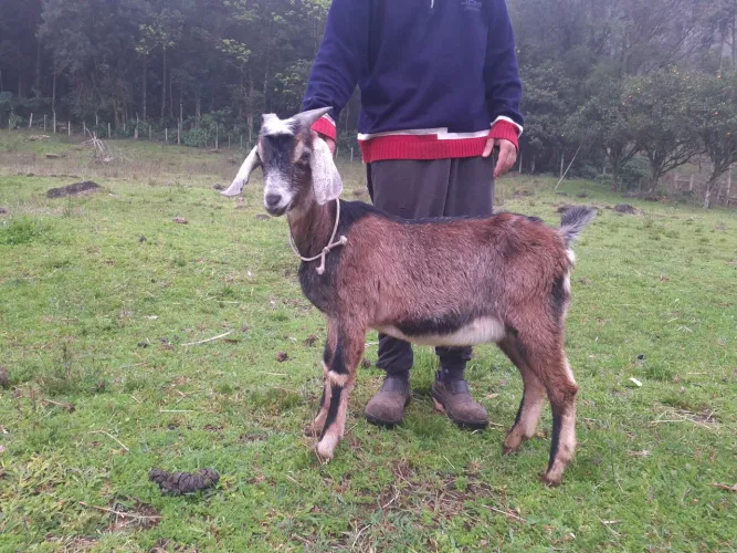 Cabrito Anglo Nubiano Puro