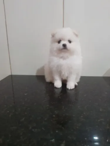 Spitz Alemão Anão macho e fêmea Passo cartão