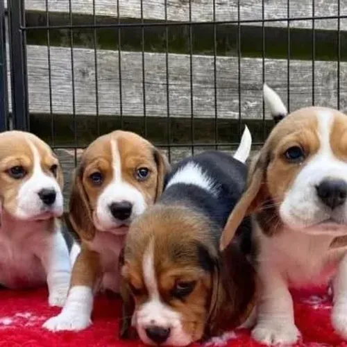 Filhotes de Beagle | Seu parceiro de todas as horas.