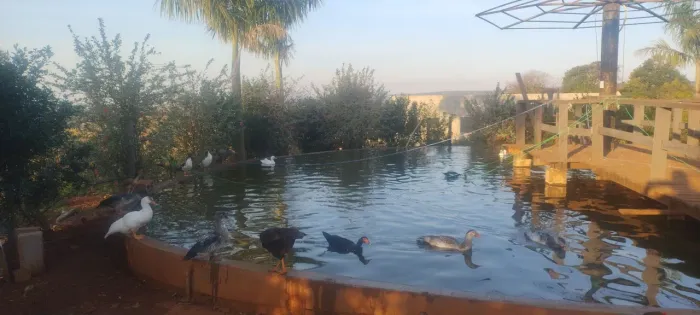 Vende se Patos saudáveis para sua criação ou consumo!