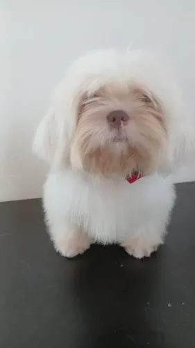 Lindos bbs shi tzus disponível 