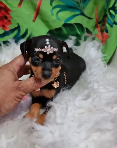 Pinscher menor tamanho pequenos 00
