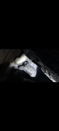 Do a se filhote de gato de três semanas na seram nu galpão que quiser entrar em cont