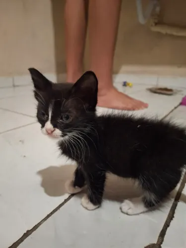 Doacao de gatinhos