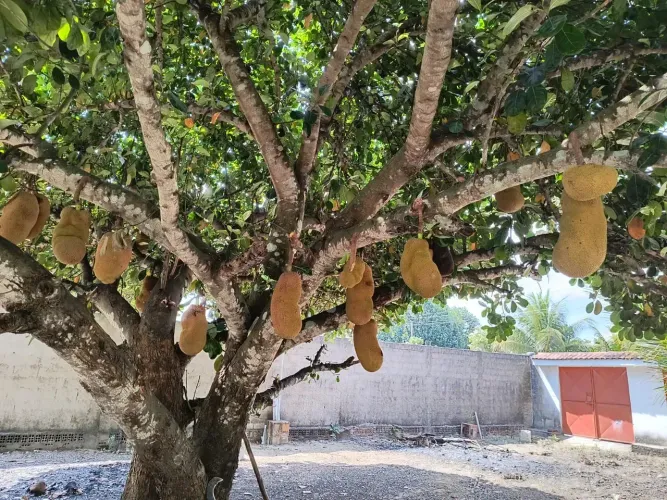 Oportunidade linda chácara, apenas 190 mil