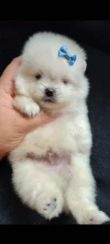 Luluzinho