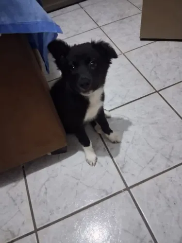 Vende se cachorrinha boder collie