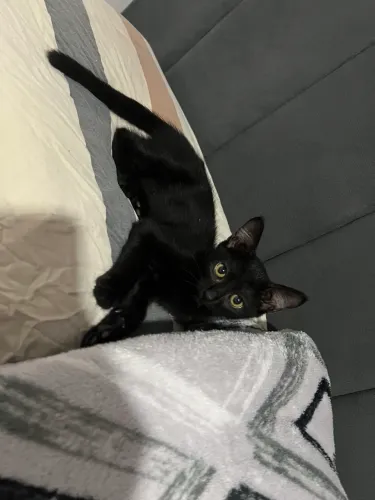 Gatos