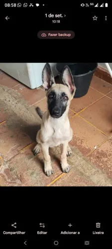 Pastora malinois belga