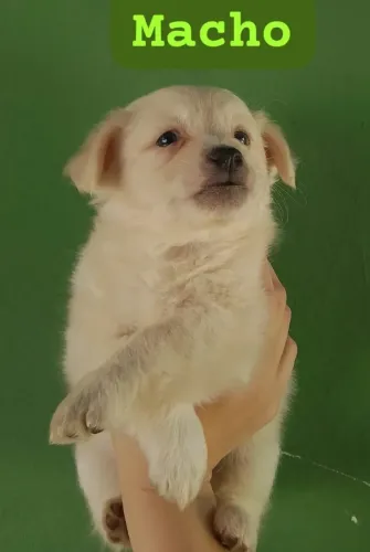 Para adoção, filhotes de cachorro, 2 meses, de Apucarana