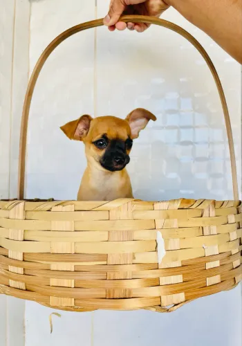 Chihuahua