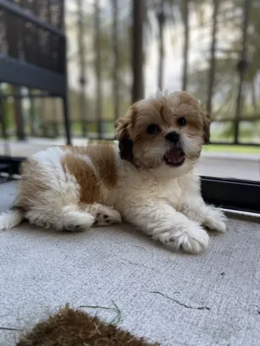 Shih Tzu O filhote perfeito para completar sua família