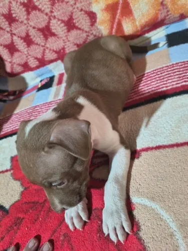 Filhote de Pitbull puro 
