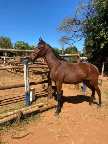 Cavalo