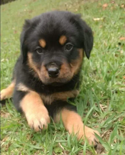 Rottweiler Filhotes Qualidade Canil Eur