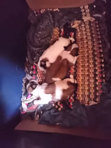 Cachorro Shitzu