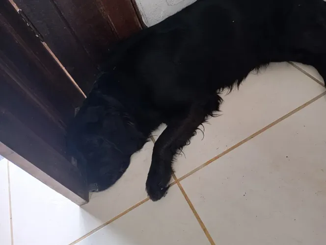 Vendo Golden retriven com labrador
