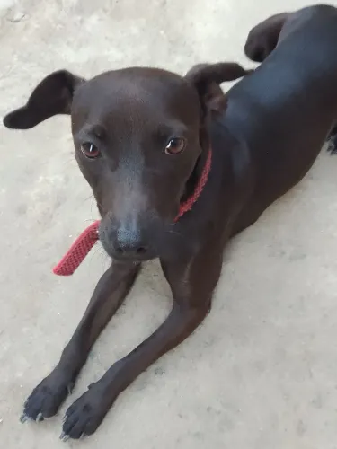 Doação cachorro 