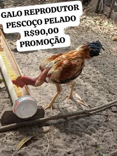 GALO POLACO CAIPIRA REPRODUTOR 
