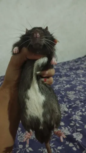 Rato Twister 