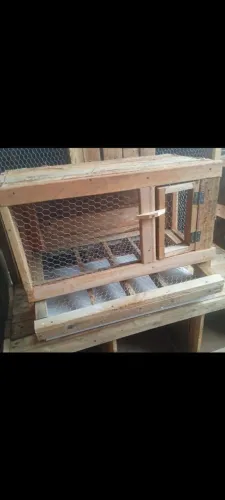Gaiola para codornas com rolagem de ovos 