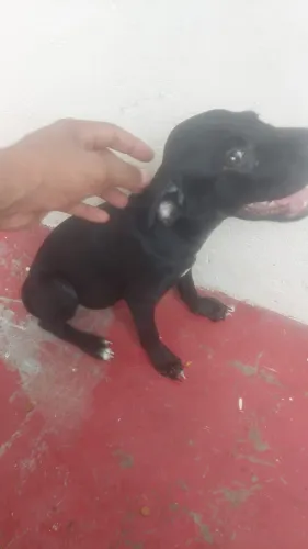 Estou doando essa linda cachorrinha