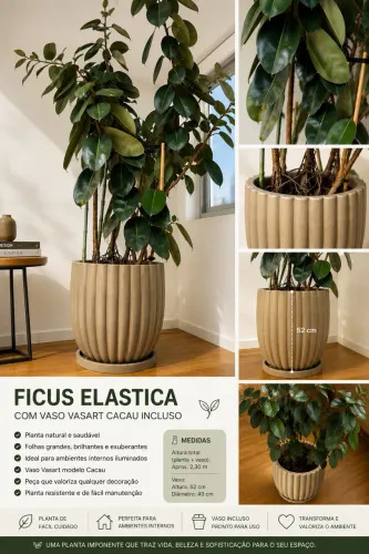 Ficus Elastica adulta (2,40 m) + Vaso Vasart Original 55 cm