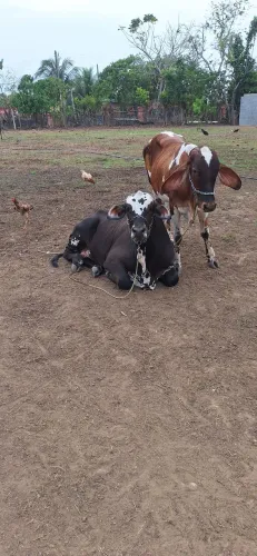 Vendo individual ou os 3 juntos.