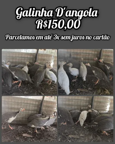 galinha Angola Capote