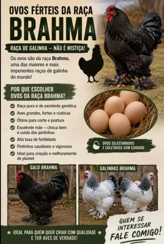 Ovos férteis da raça Brahma