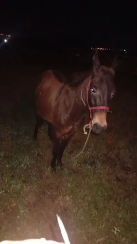 Burro