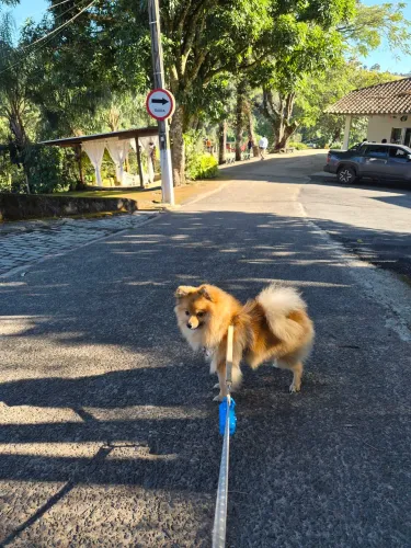 Spitz alemão 