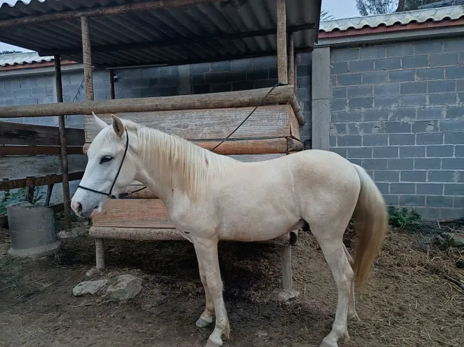 potro mangalarga parcela 400