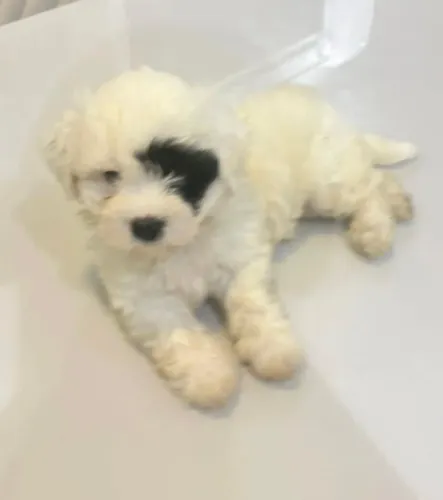 Cachorro shih tzu. 800,00
