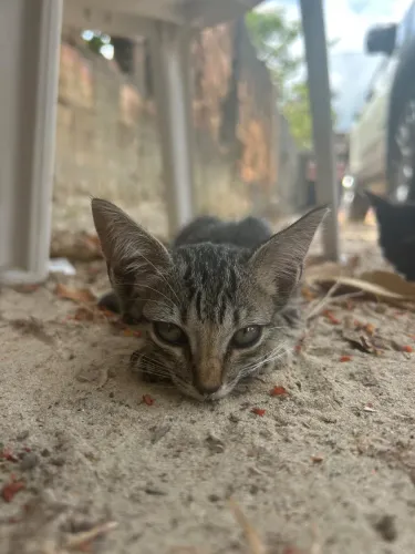 Gato fêmea para adoção