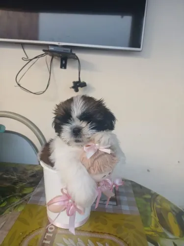Vende-se  uma  linda  cadela 