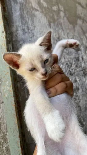 Gatinhos para adoção 