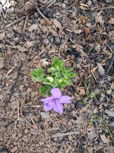 Preciso escavar 1 tanque para peixes.